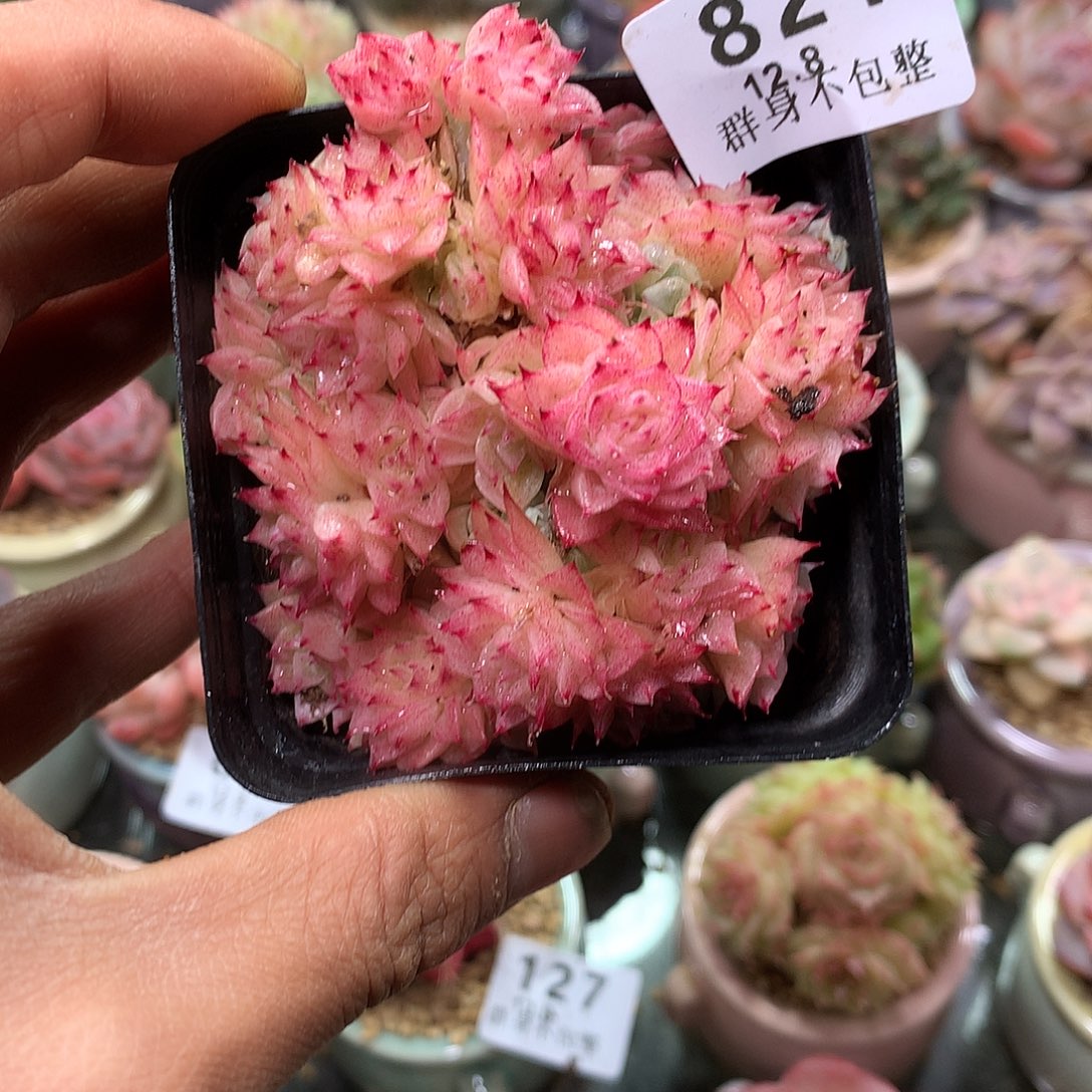 精控拇指盆12.8821