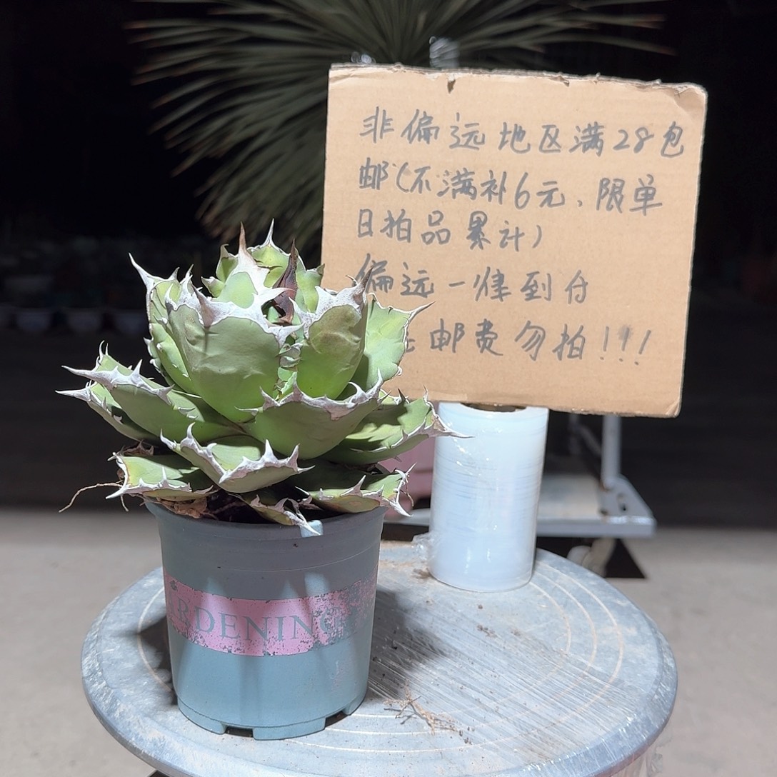 完全开放姬仁王冠龙舌兰