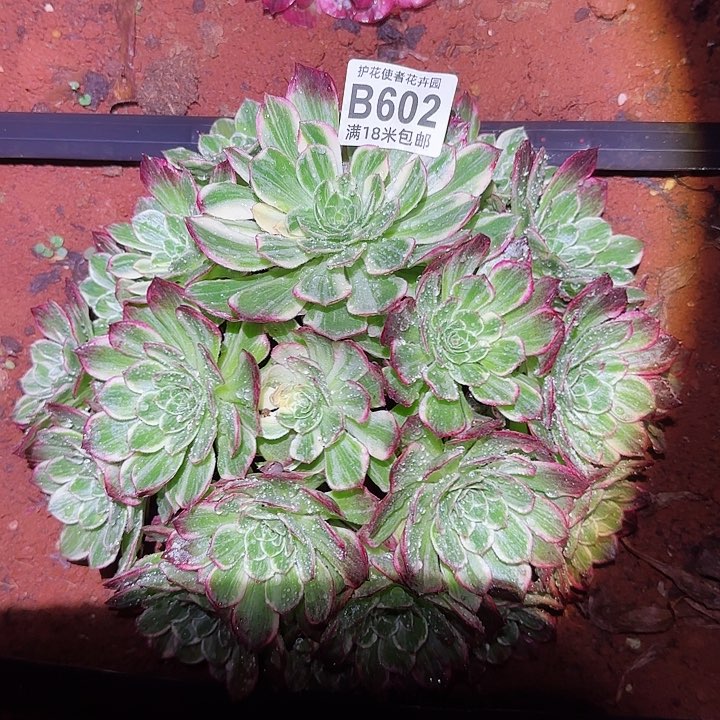 多肉法师淘宝福利