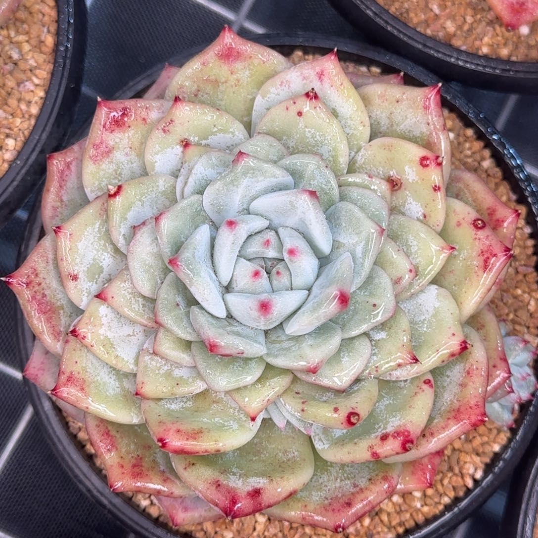 从前慢甄选多肉编号祖母绿