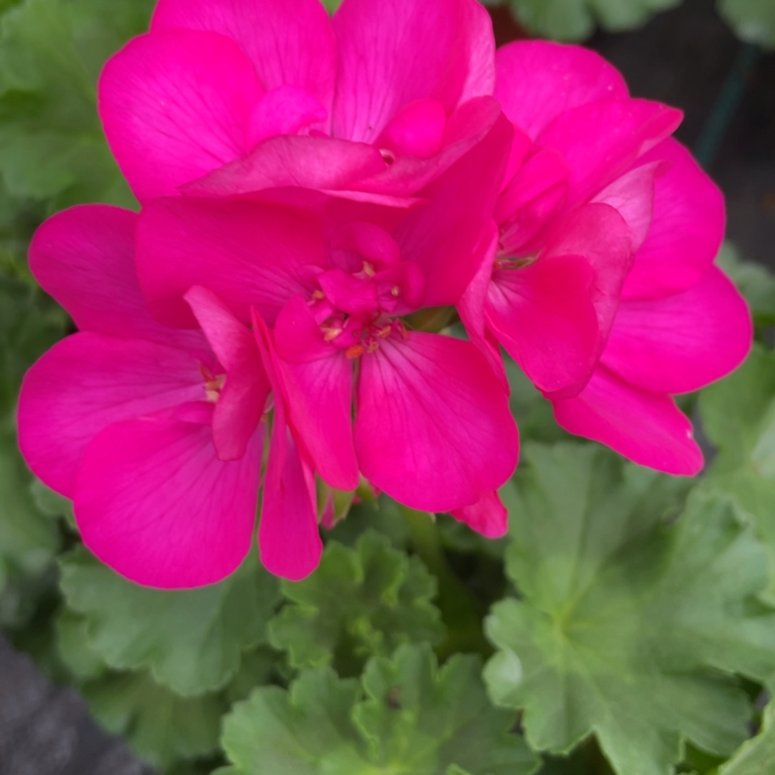 完全开放紫红玫瑰