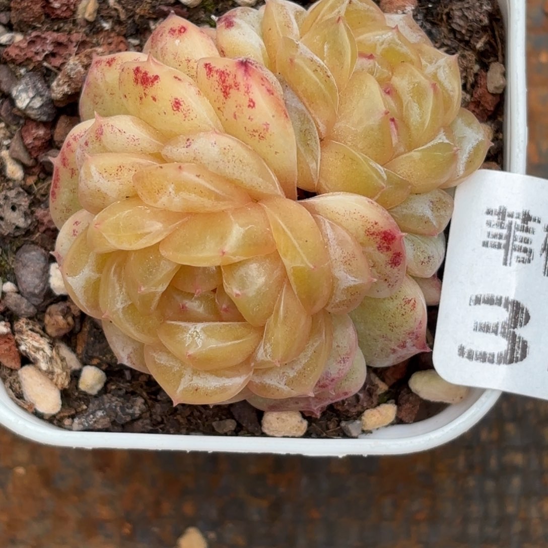 刘***音357你也可以拥有更大魅力呀