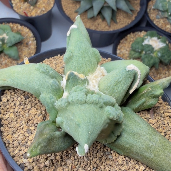 龙形绵羊怒千里马苗