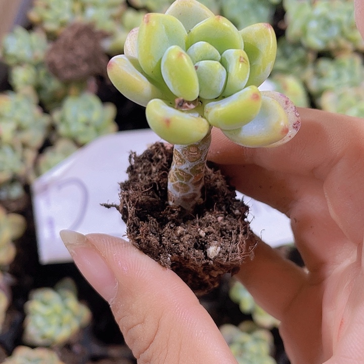 98精品劳尔2米3颗