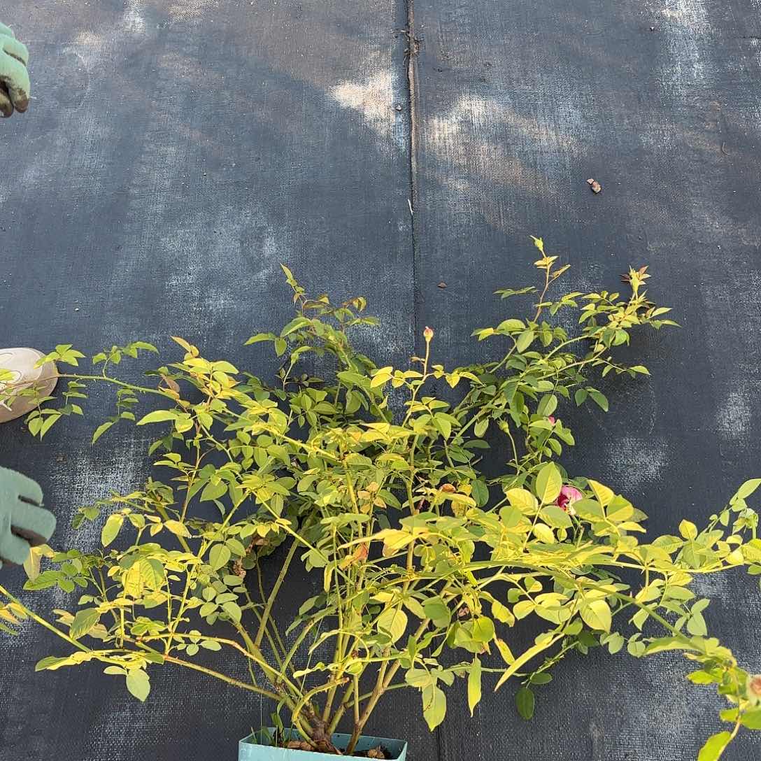 紫葡萄1.5加仑扦插