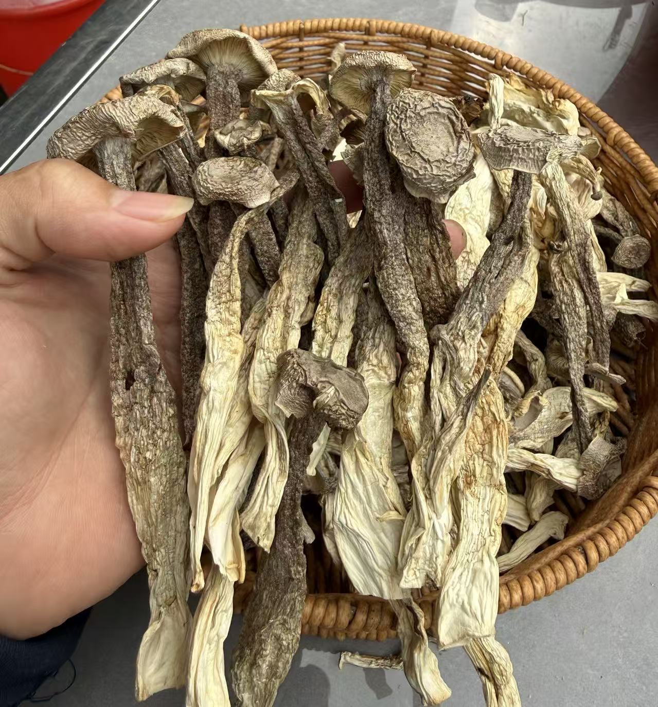 新货鹿茸菇头茬好货无硫无熏 家常凉拌炒肉煲汤 鲜香味足