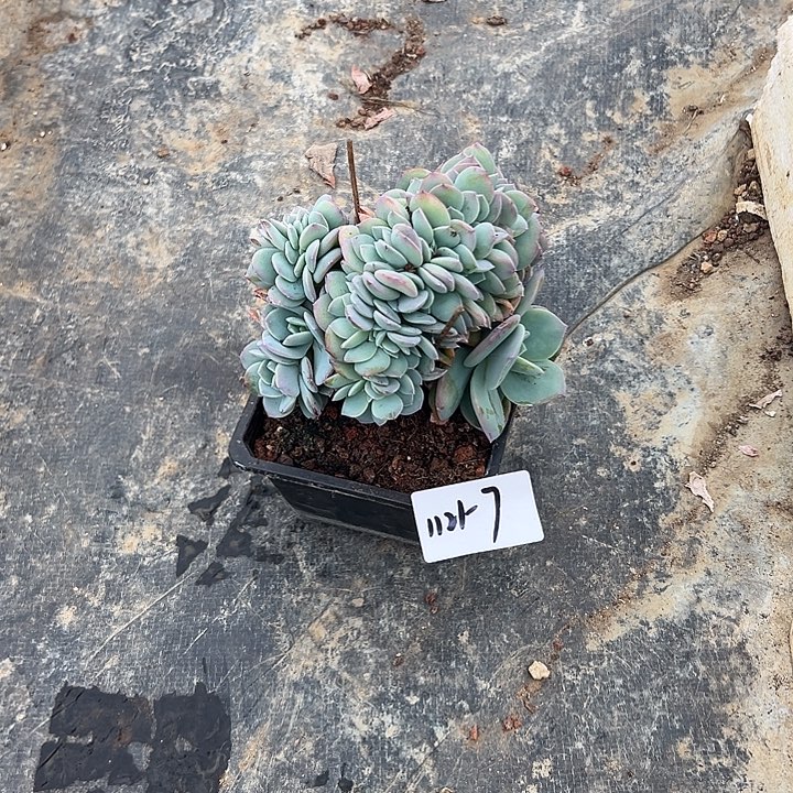 止***期1121-7白凤缀多肉植物