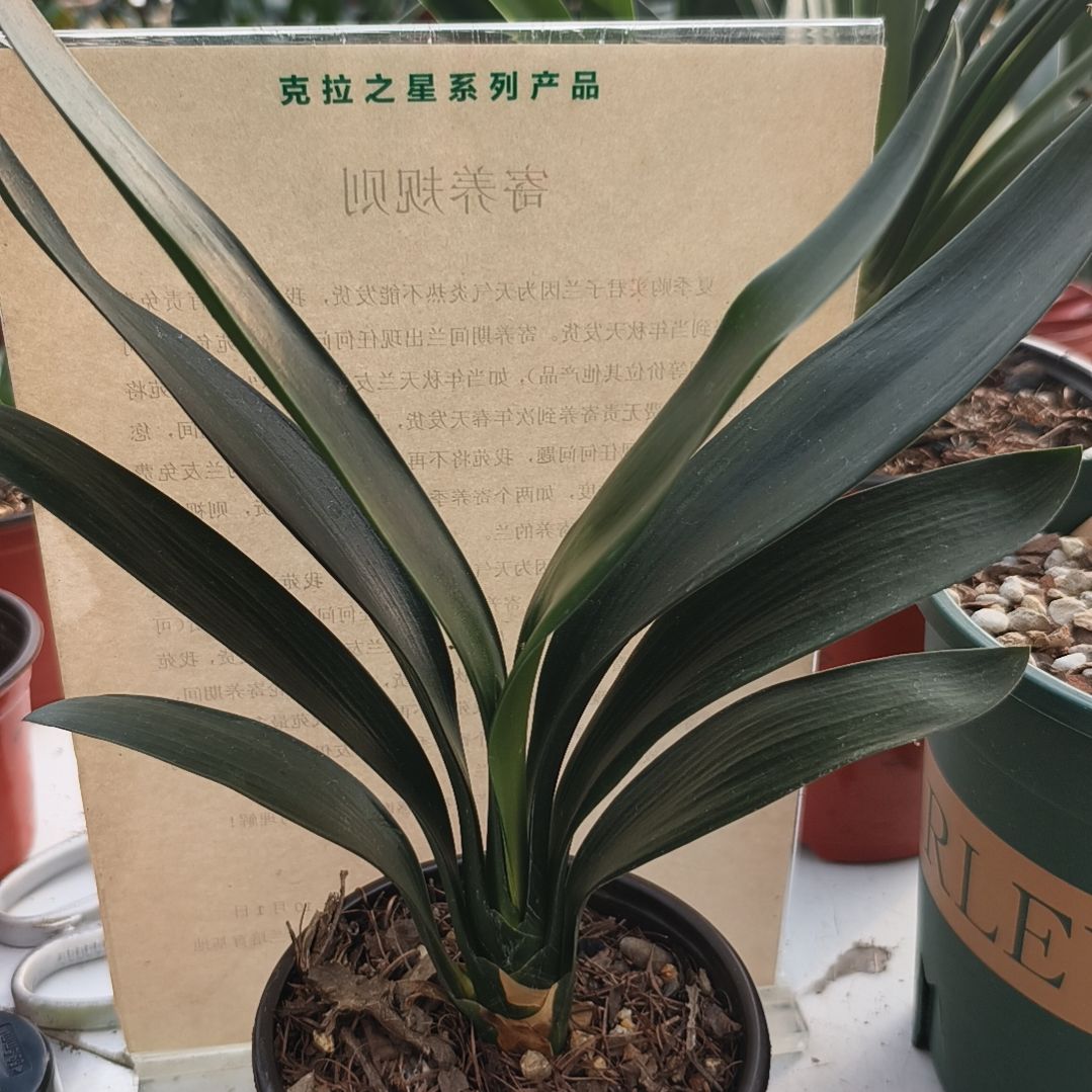 平***心完全开放佛手苗一颗拍品