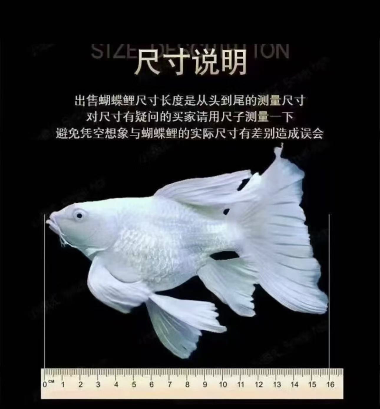 纯种台系蝴蝶白短球观赏鱼淡水好养耐活混养16-18公分