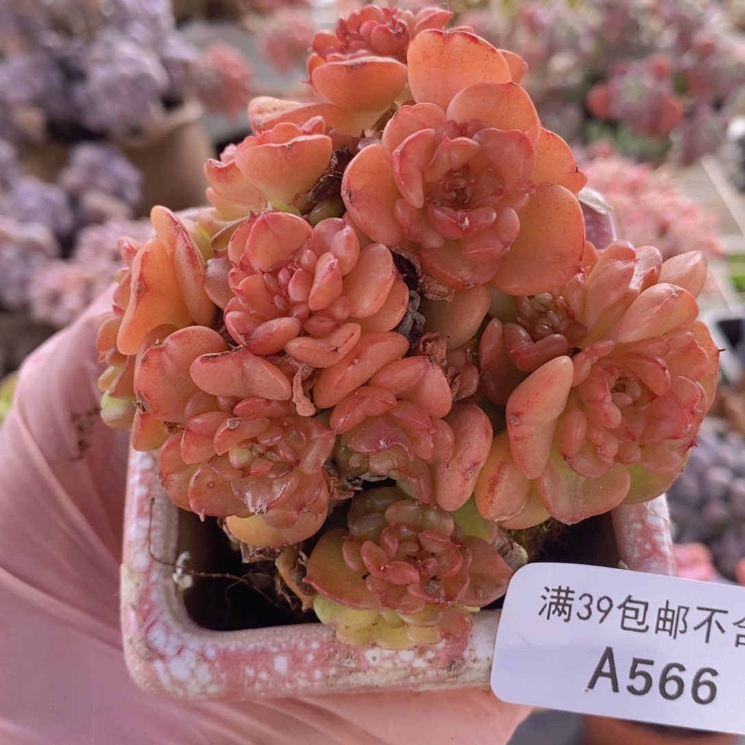 蜡牡丹8cm566多肉植物