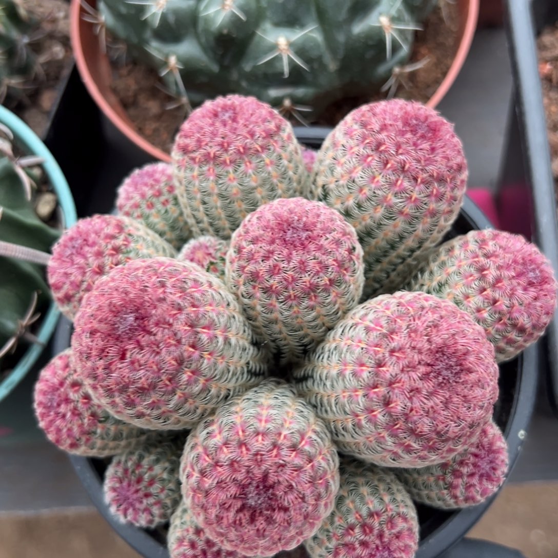 已清 零零落落 零零落落