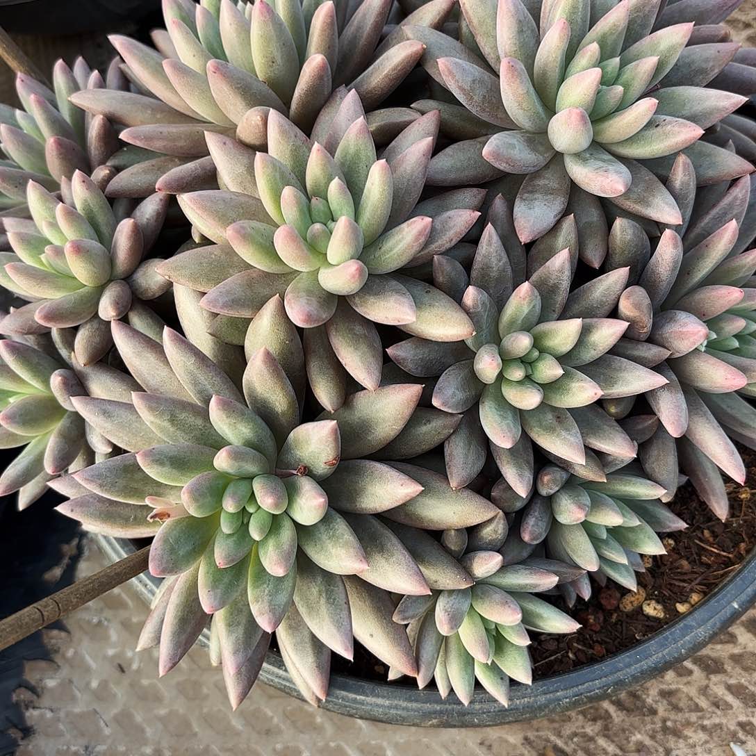 阳***5红蜻蜓多肉发货