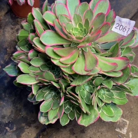 粉花妖多肉植物2061