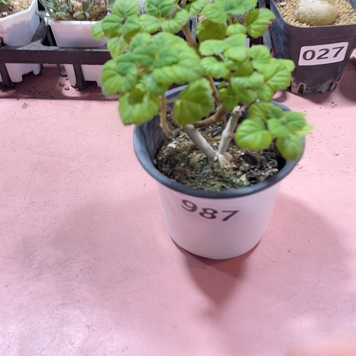 987爱氏延命草块根