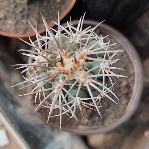 3667天平仙人球仙人球