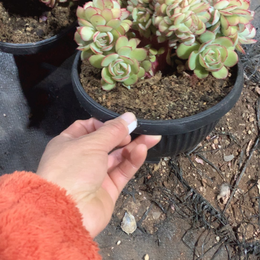 多肉植物多肉植物牡丹亭树缀