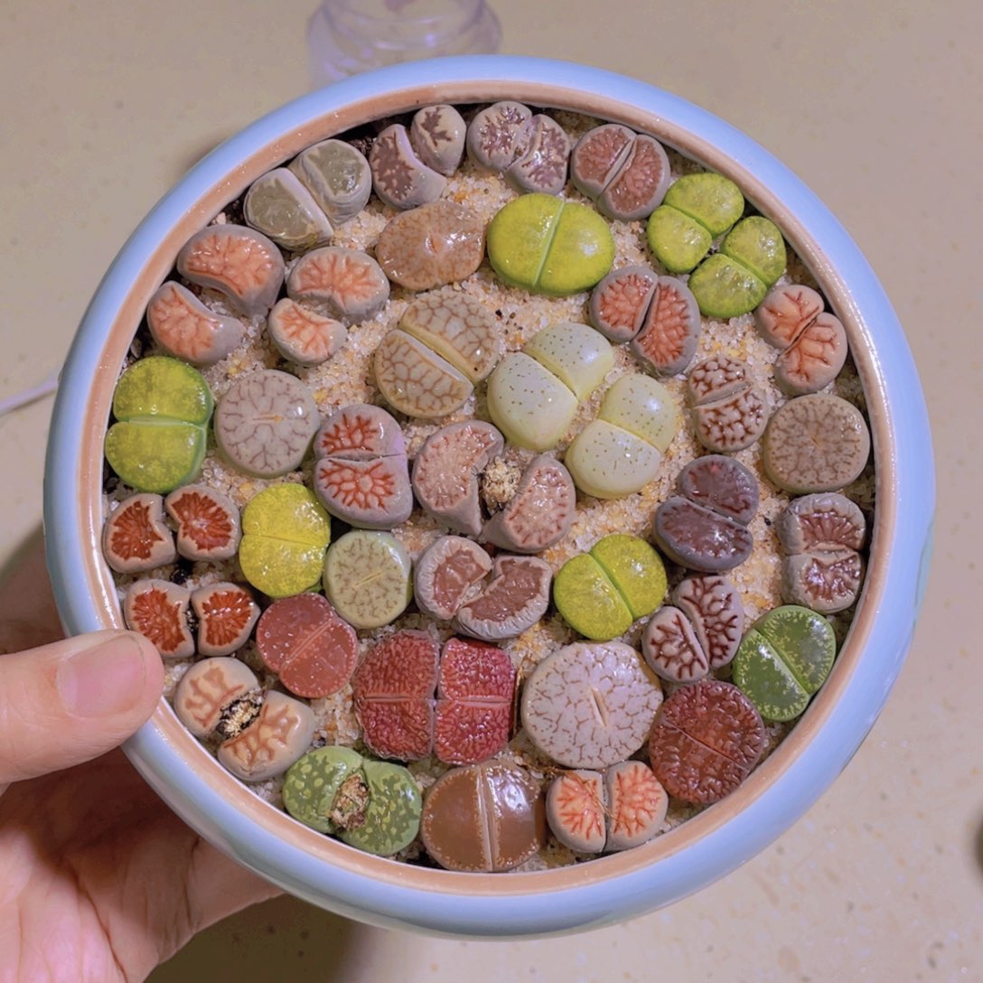 荷叶花盆。。。。。。。。。。。