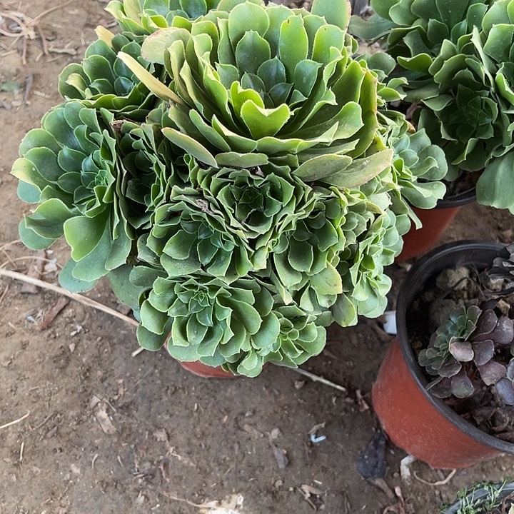 绿玫瑰玫瑰玫瑰玫瑰