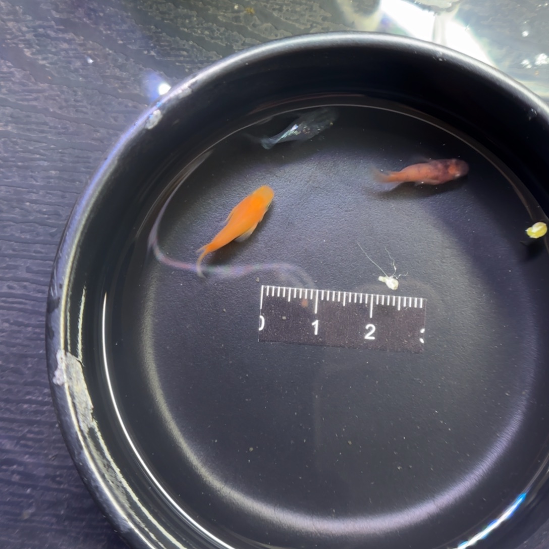 青鳉鱼观背青鳉鱼直播间32