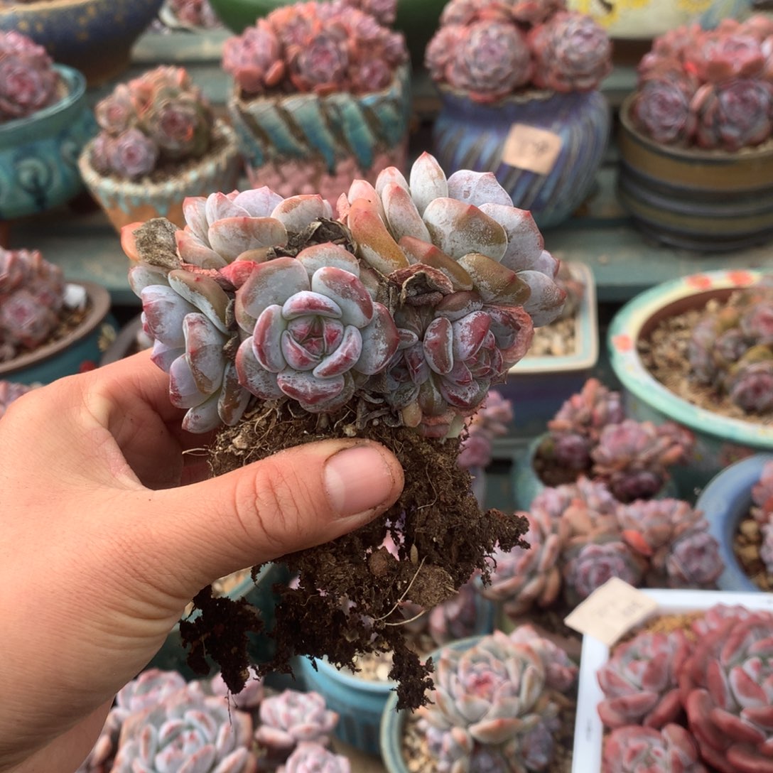 无花朵哈哈哈哈哈哈哈哈哈1