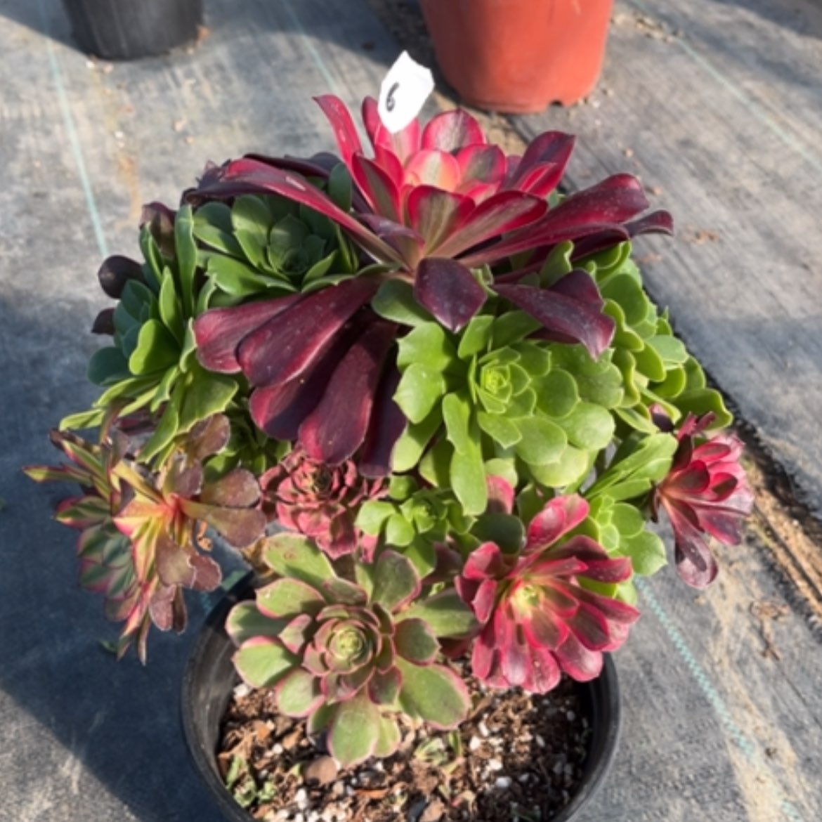 【闪购商品】6嫁接多肉法师