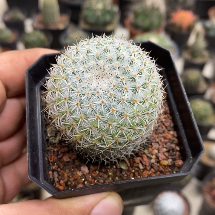 葡***姥实生白刺丸特价福利