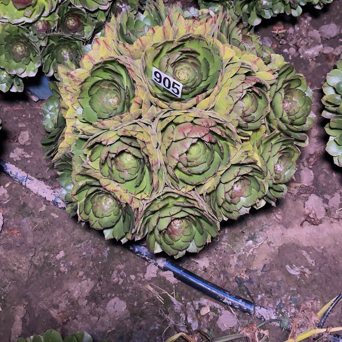 万圣节拉丝14-10包邮法师