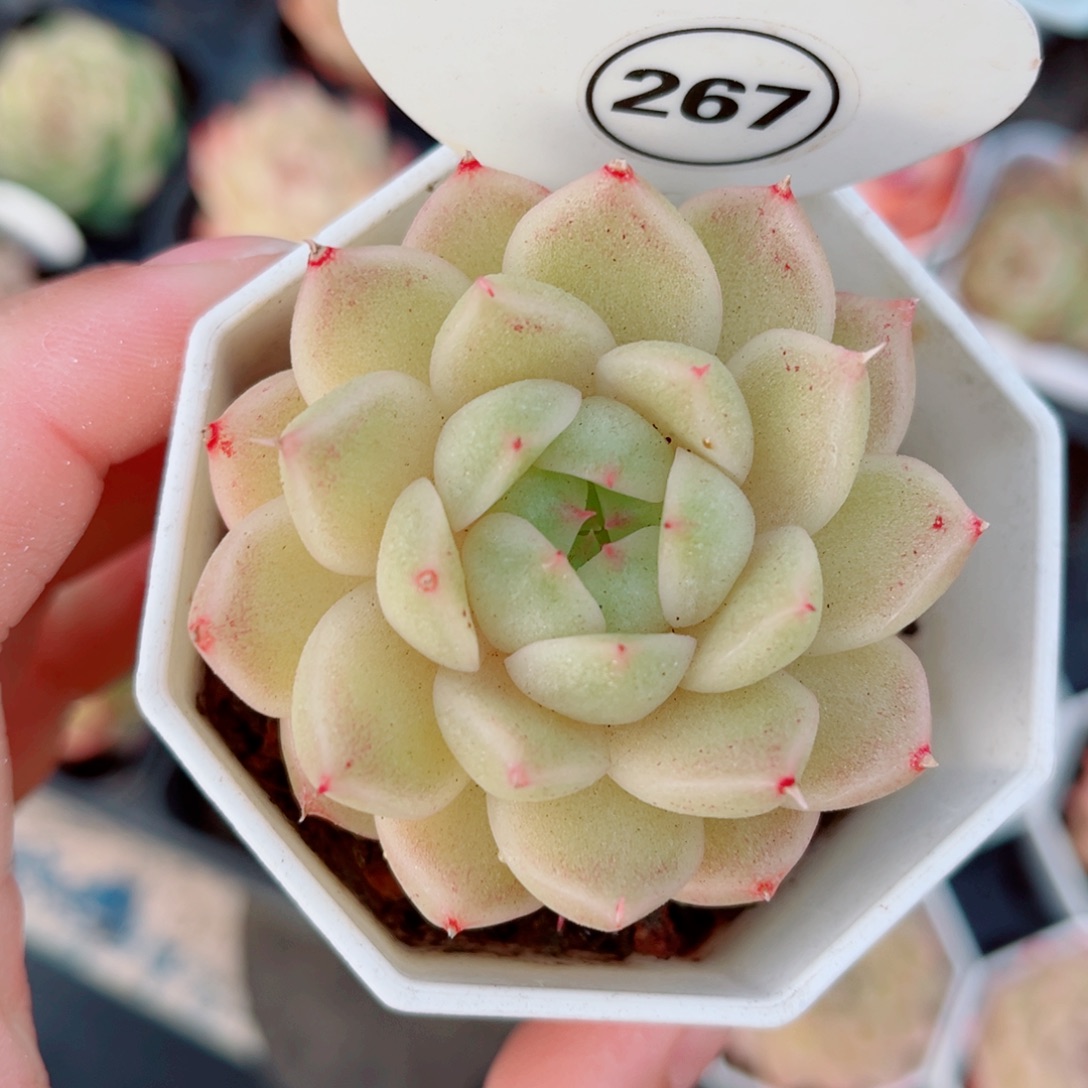 267号珍妮麦秆单头