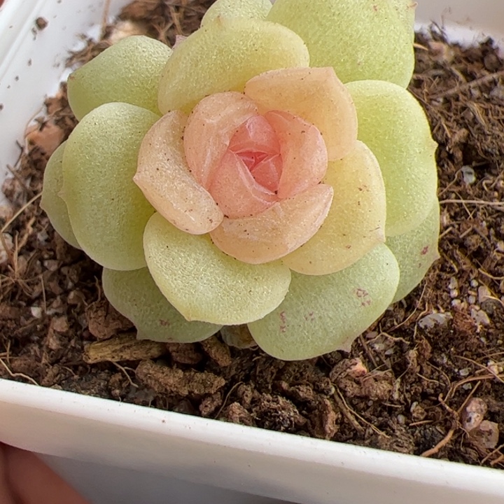 b56 一物一拍，精品糖心，尺寸不大介意勿拍