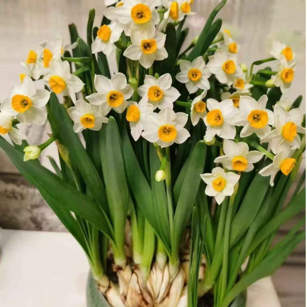 漳州水仙花清香型耐寒水仙花水培花卉室内外好养绿植盆栽