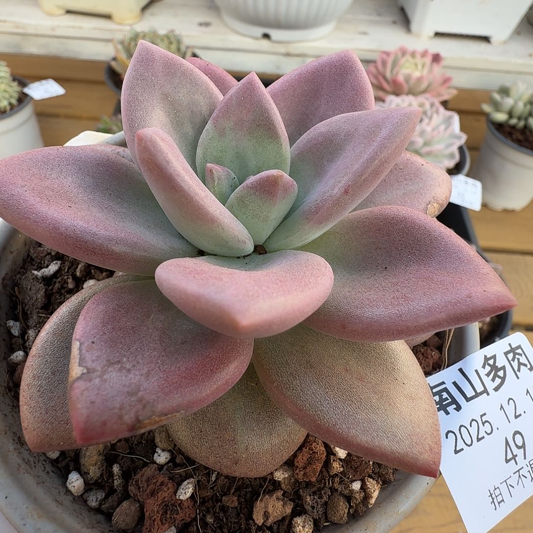 赫蒂斯托111219-49