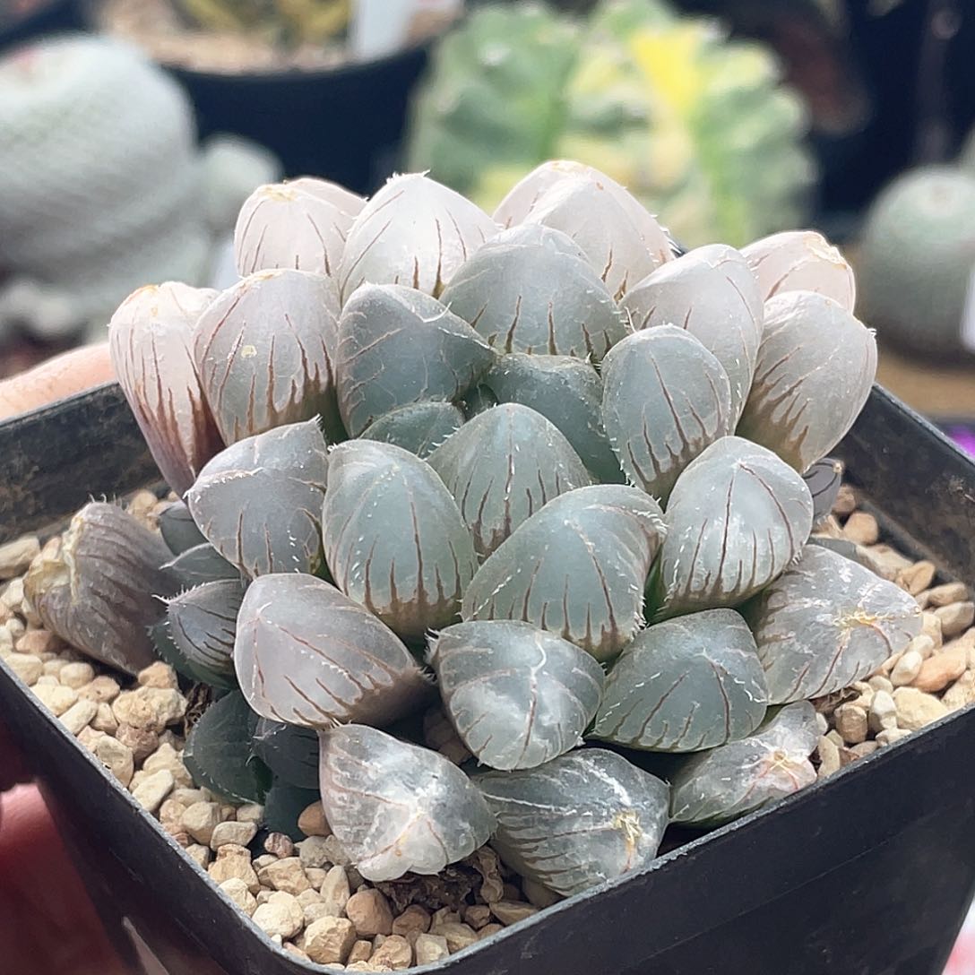 实生冰灯玉露 致远多肉