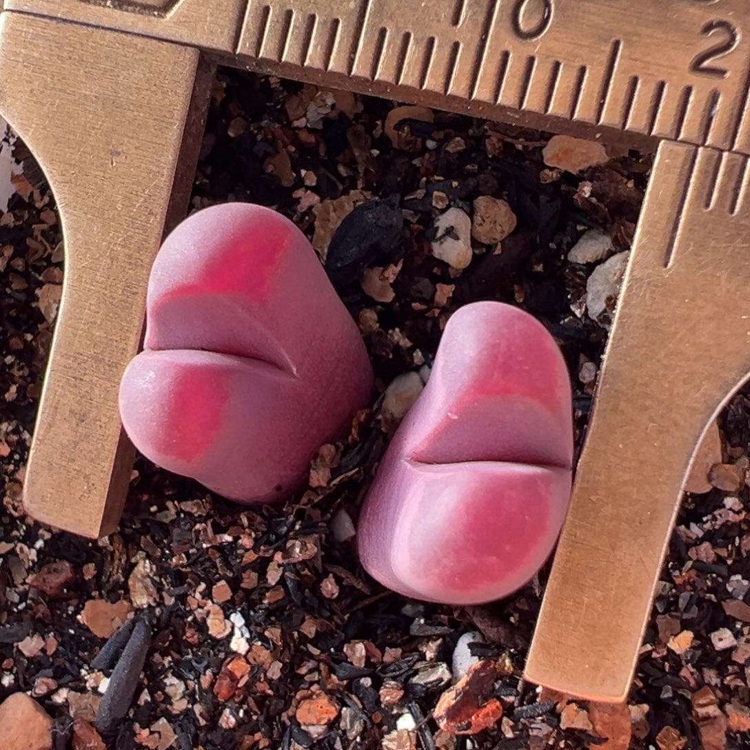 特红多肉植物百科1