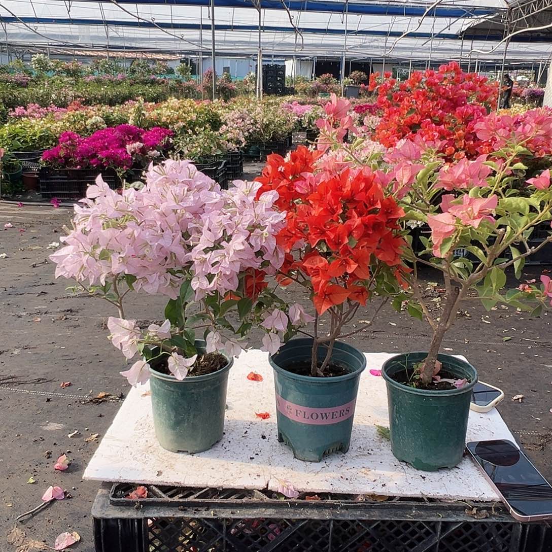 大部分花苞少量开放苹果花，红桑巴，卡亚塔组合