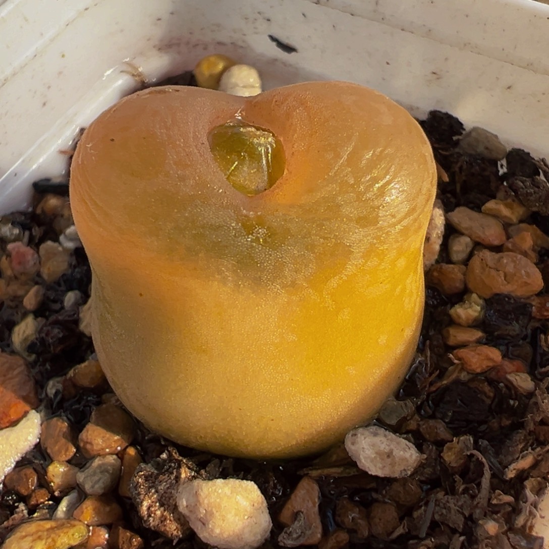 522多肉植物种类多样