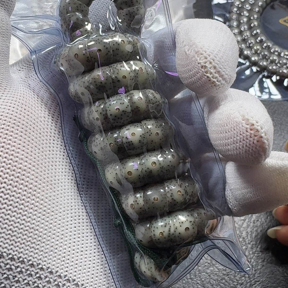 星月菩提手串星月菩提10mm石玉料大肠