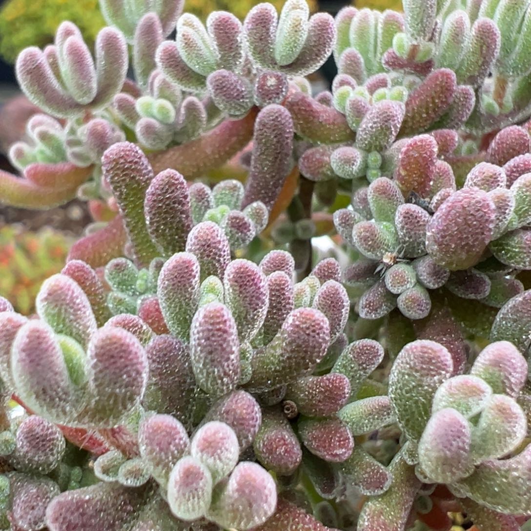dy3959老桩荔枝糯米糍冠幅8.5cm
