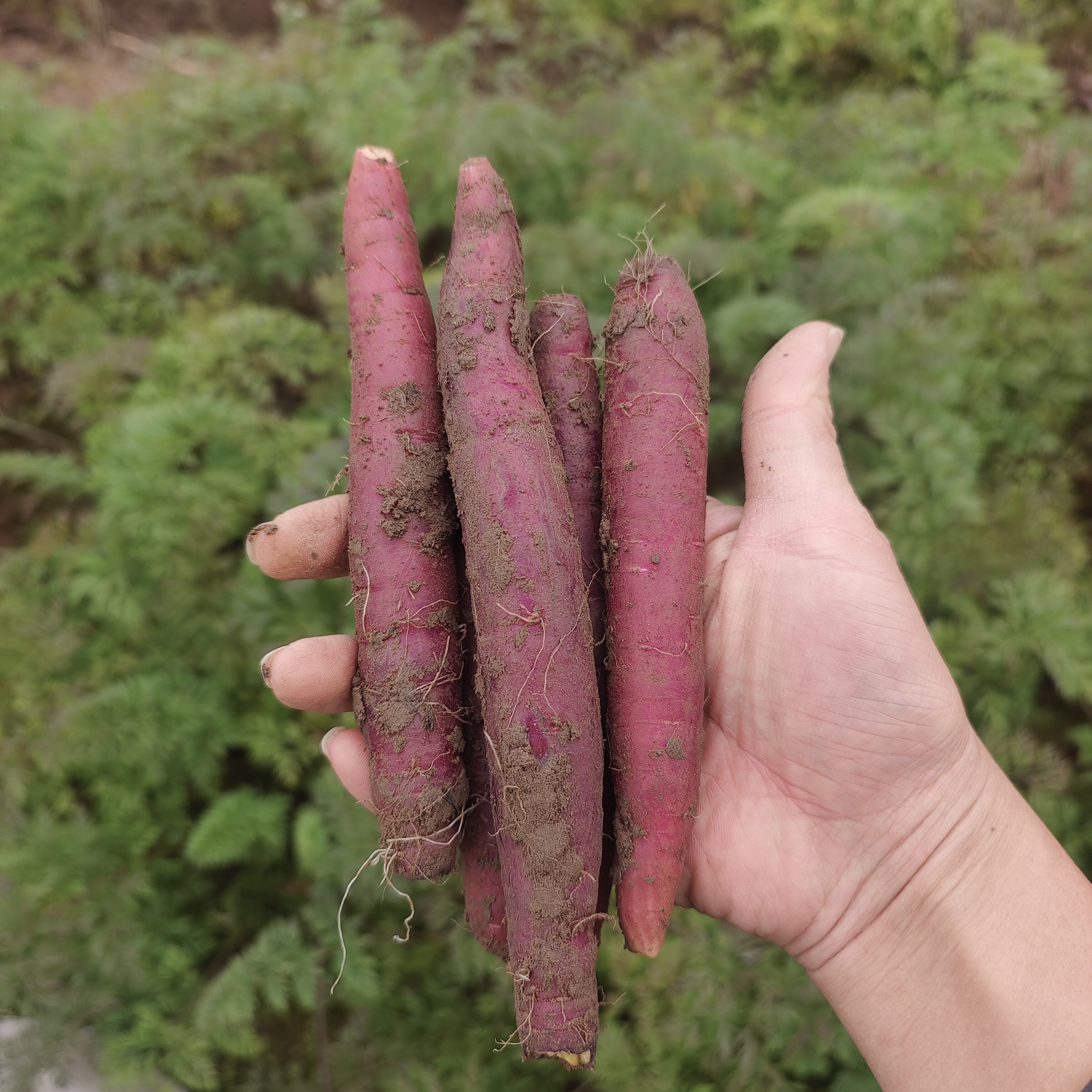 四川本地胡萝卜渠县新鲜胡萝卜农民种植胡萝卜
