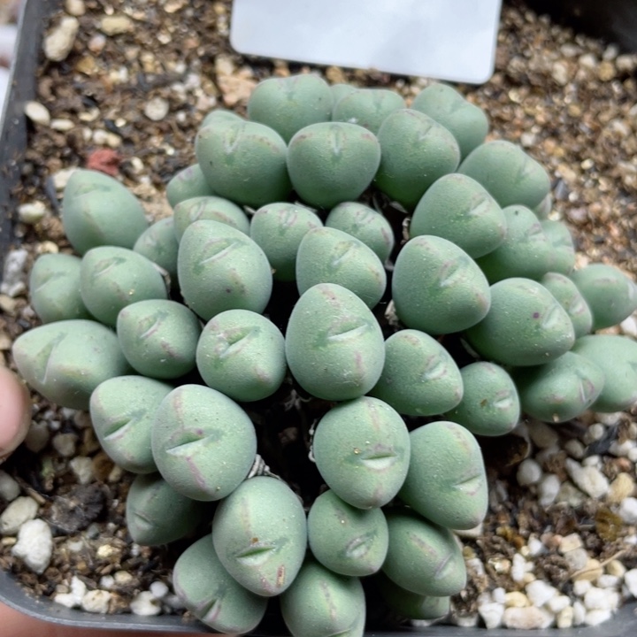 800口迪群带盆l l