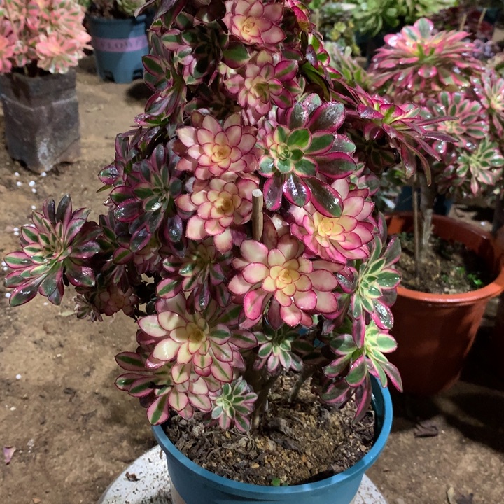 673冰淇淋多肉植物特价