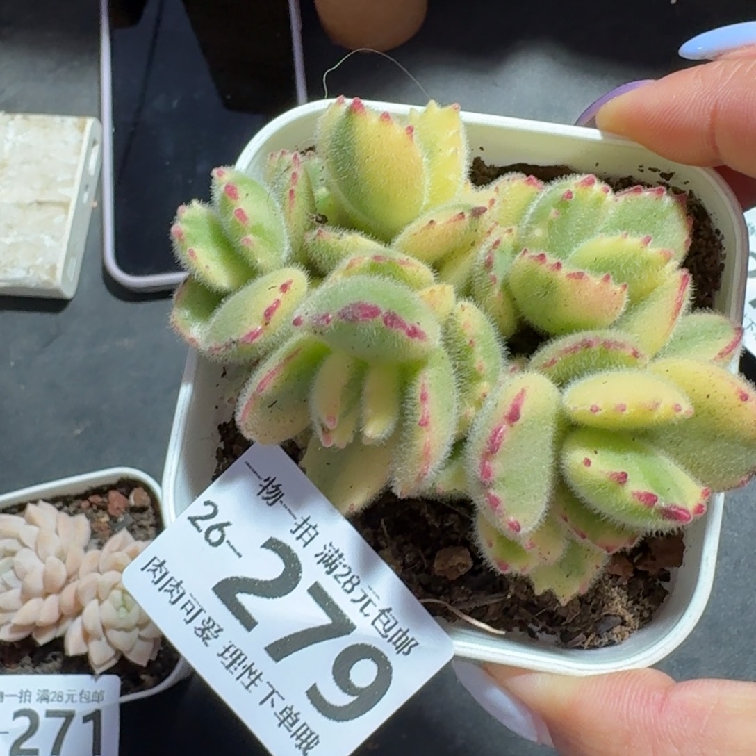 白熊无盆土发货无