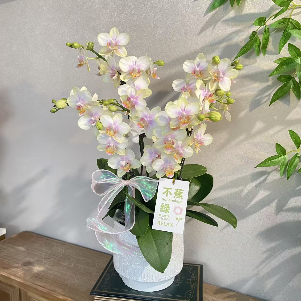 蝴蝶兰《祥云》稀有小众花色 不撞款 苗情优质叶片碧绿 基地直发