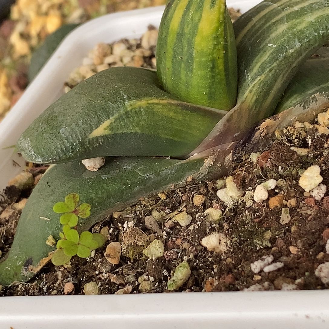 不带盆脱土裸根发货（一物一拍）