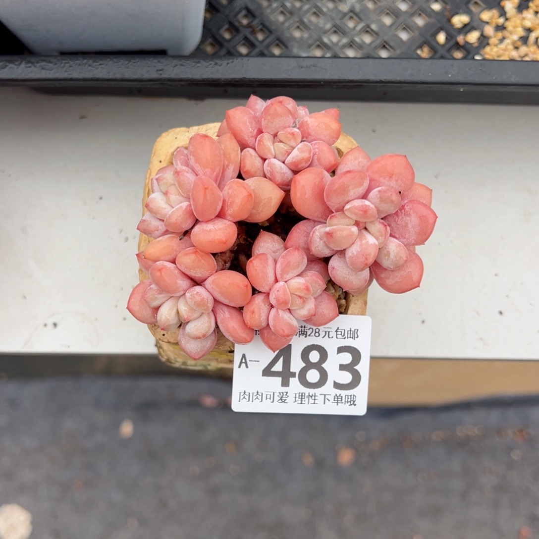 拉丝雨多肉多肉多肉多肉