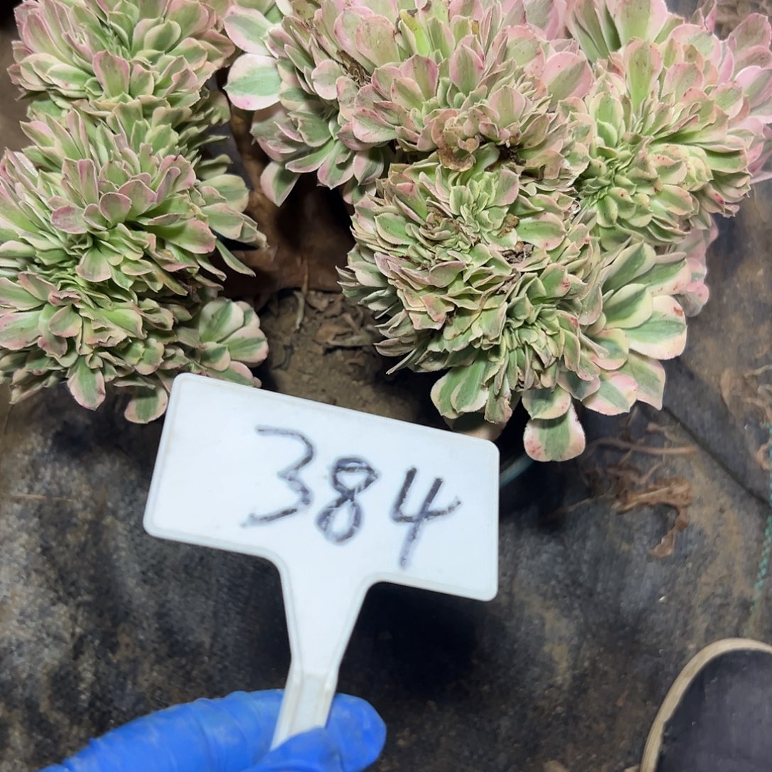 多肉植物粉女巫缀花384