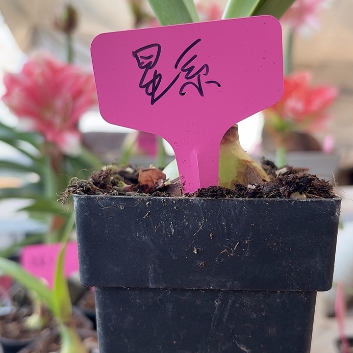 无花朵星系朱顶红直径4.5