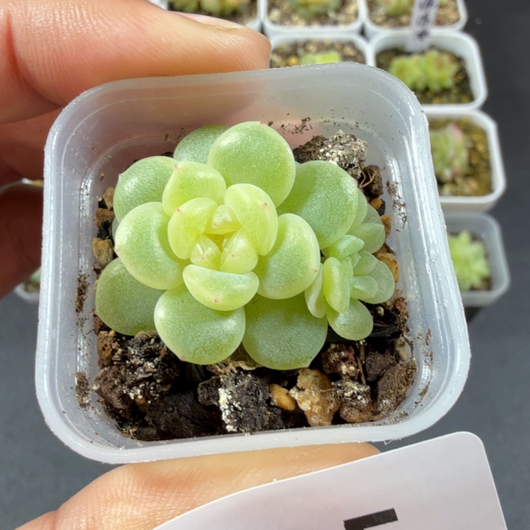 奶油财富双头一物一拍135