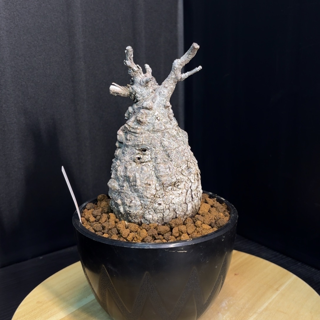 象足漆树巴掌大稀少