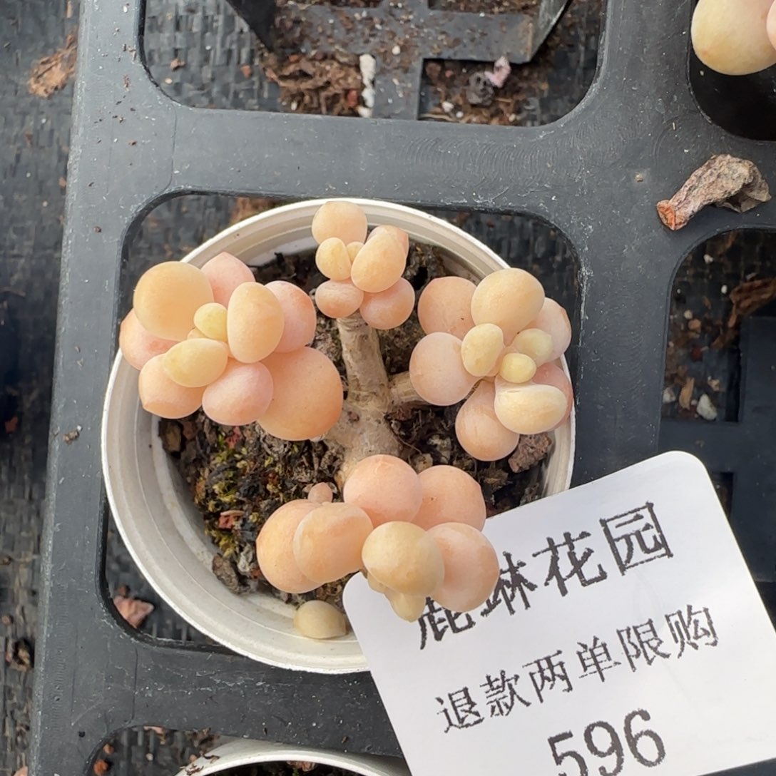 多肉很小看清楚下单拒绝非品质售后596