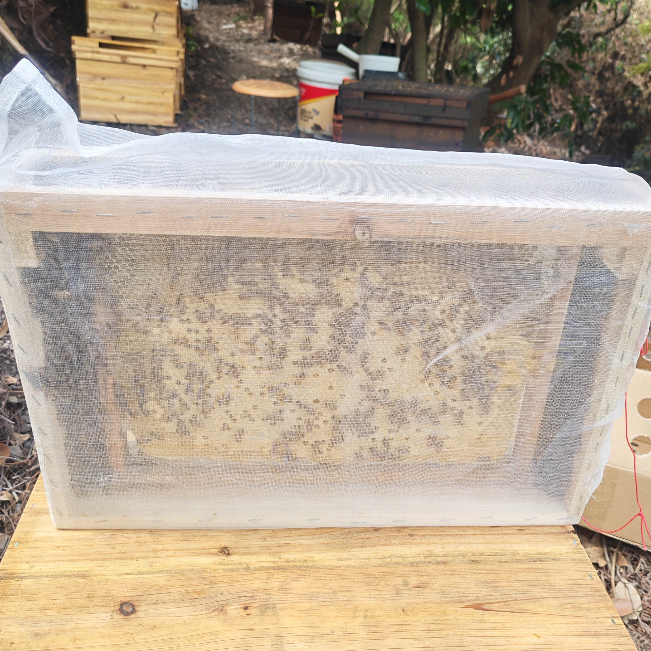 蜂蛹2025笼蜂带新开产王带子脾笼蜂42长25高养蜂牲畜用品